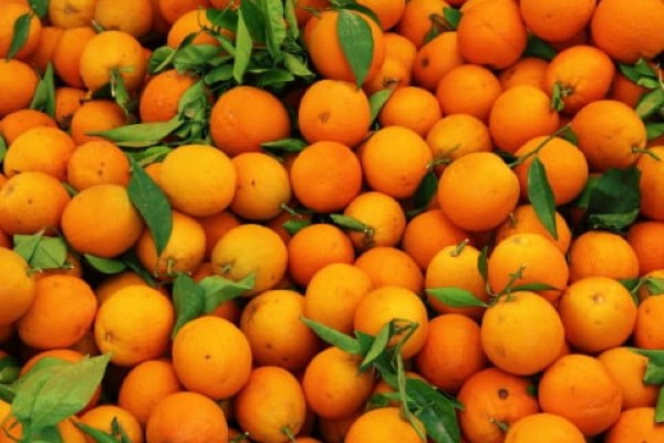 تصویر 1 از خرید و قیمت نارنگی محلی جهرم + فروش صادراتی